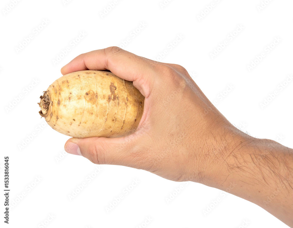 Hand holding a fresh jicama against a transparent background, ideal for creating vibrant compositions featuring healthy, organic produce Hand holding a fresh jicama against a transparent background, ideal for creating vibrant compositions featuring healthy, organic produce