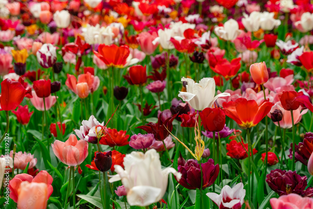 Fototapeta premium Vibrant tulip garden in full bloom showcasing a variety of colors during springtime in a public park setting