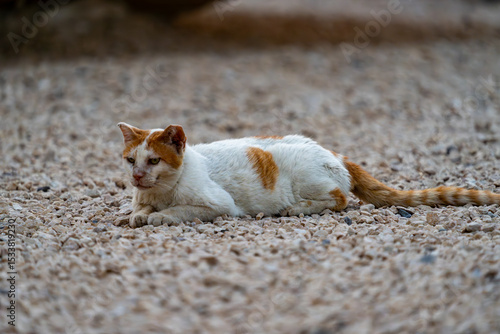 Canvas Print Feral, stray, white and orange tom cat with a scared face from fighting