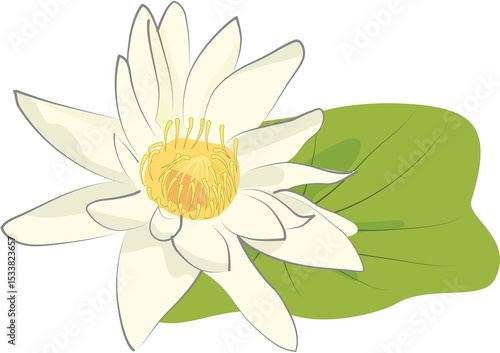 Pristine white water lily (Nymphaea) with a sunny yellow center, gracefully blooming among lush green lily pads on tranquil water.