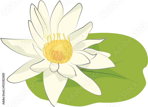 Pristine white water lily (Nymphaea) with a sunny yellow center, gracefully blooming among lush green lily pads on tranquil water.