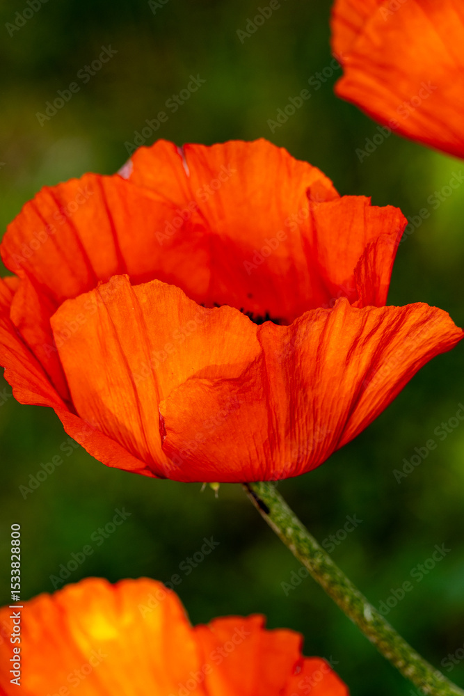 Fototapeta premium red poppy flower