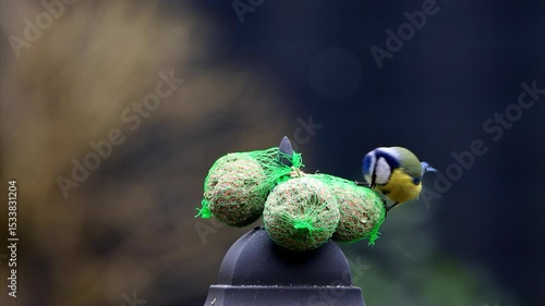 blue tit Parus caeruleus on fat ball

