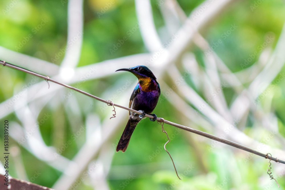 Fototapeta premium A copper-throated sunbird perches on a branch.