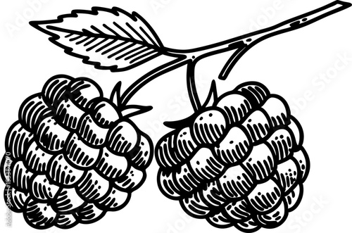 Raspberry branch with two ripe berries and leaf hand drawn black and white botanical fruit illustration
