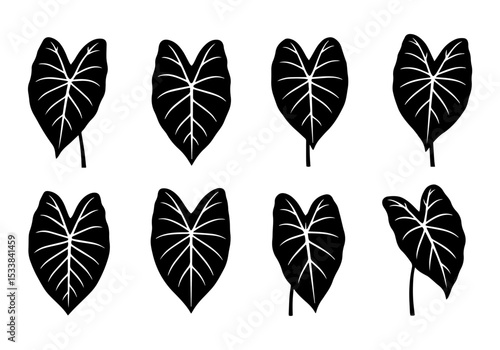 Taro plant leaves monochrome black and white
