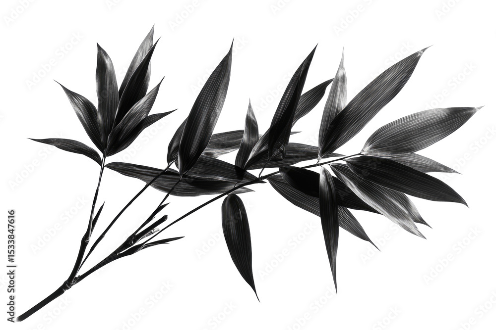 Naklejka premium Dark Bamboo Leaves