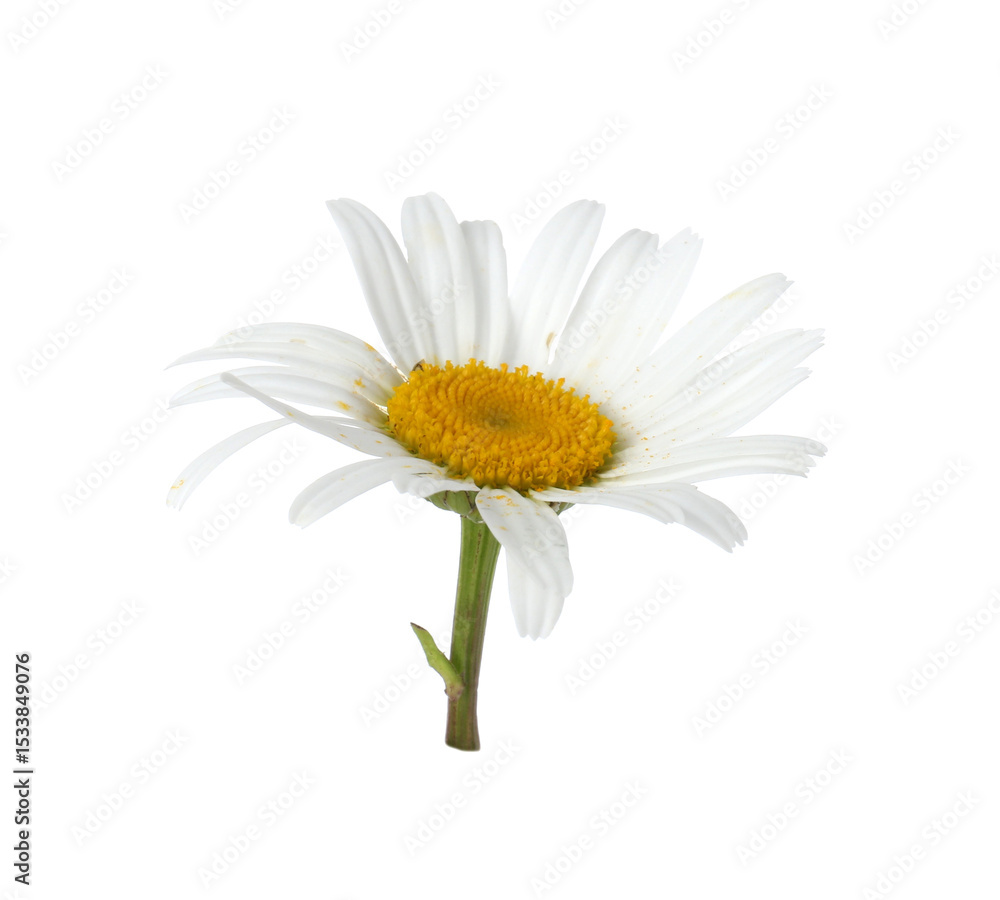 Fototapeta premium One beautiful chamomile bud isolated on white