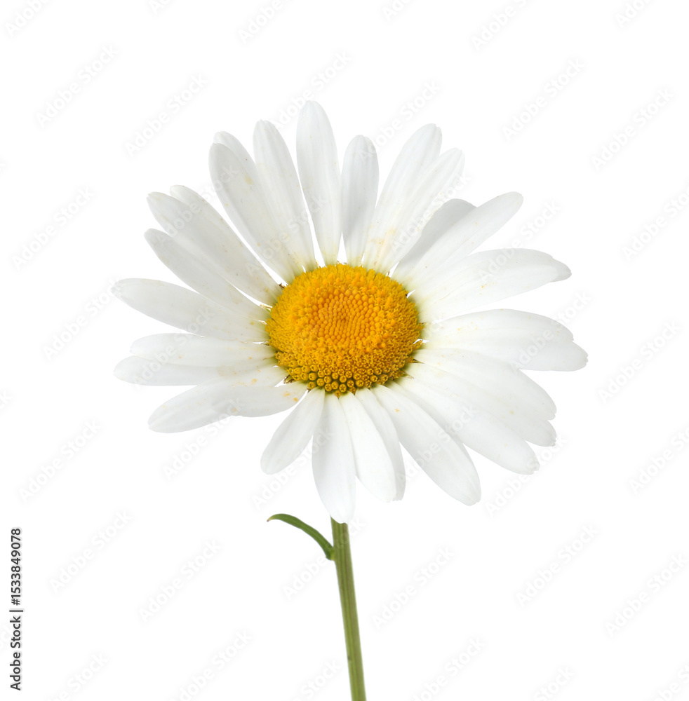 Fototapeta premium One beautiful chamomile flower isolated on white