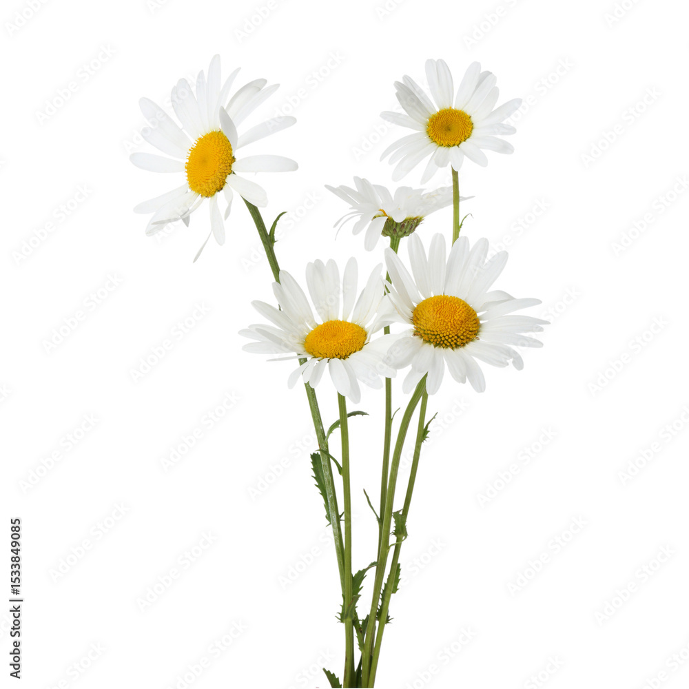 Fototapeta premium Many beautiful chamomile flowers isolated on white