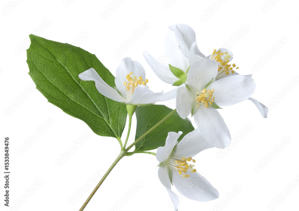 Obraz premium Branch with beautiful jasmine flowers isolated on white