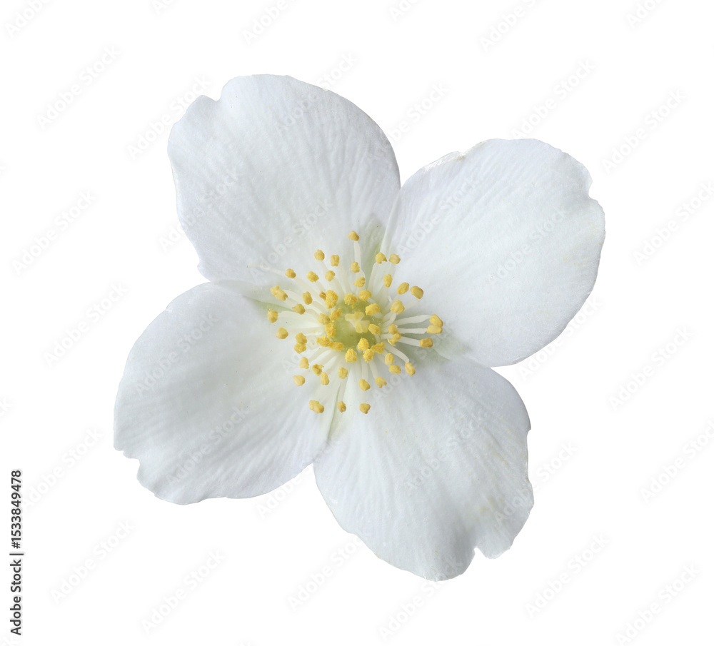 Fototapeta premium One beautiful jasmine bud isolated on white
