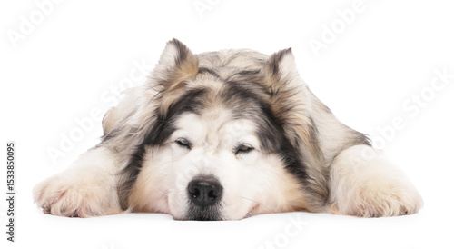 Sleepy Alaskan malamute dog on white background