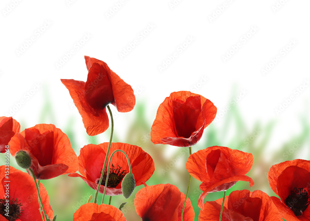 Fototapeta premium Bright red poppy flowers on white background. Meadow plant