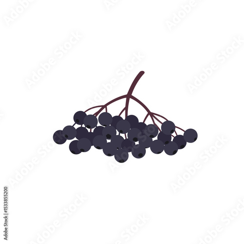 A vibrant cluster of dark berries on a delicate stem, set against a clean white background