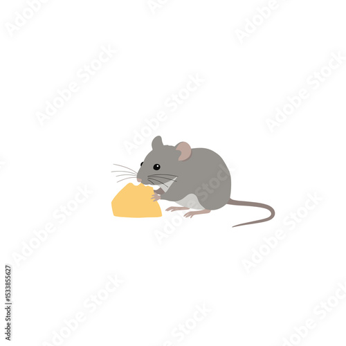 Gray mouse nibbling on a piece of cheese against a plain white background