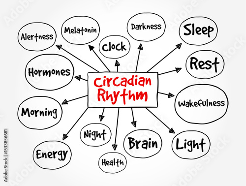 Circadian Rhythm is a natural, internal process that regulates the sleep-wake cycle and repeats roughly every 24 hours, text concept mind map