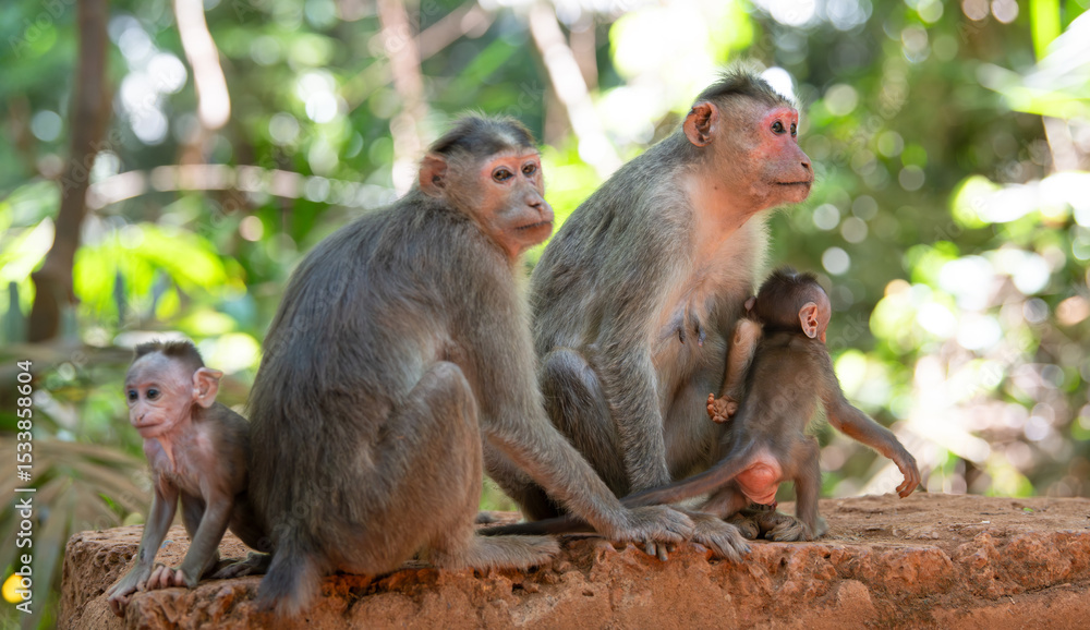 Naklejka premium Barbary macaque ape, rhesus monkey family with baby in tropical jungle of India, wildlife rainforest animal, bonding and relationship 