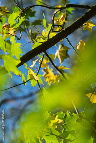 foliage leaf autumn leaves