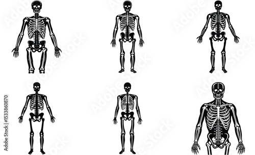 human body Skelton silhouette vector illustration on white background