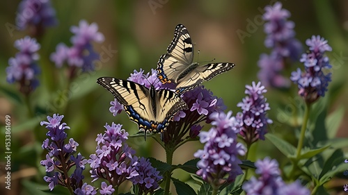 butterfly on lavender