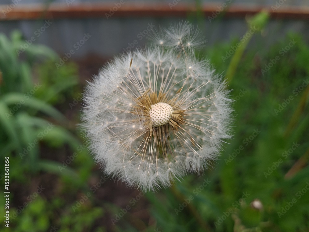 Fototapeta premium Whispers of Nature: Fluffy Dandelion in the garden 