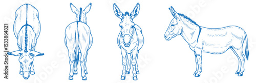 Hand Drawn Donkey Vector Illustration Displaying Front, Back, Side and Top Views in Clean Line Art Style for Farm Animal Design, Anatomy Reference, Educational and Livestock Graphics

