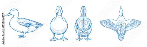 Hand Drawn Duck Vector Illustration with Front, Back, Side and Top Views in Clean Line Art Style for Farm Animal Design, Bird Anatomy Reference, Wildlife Education, and Minimal Graphic Projects

