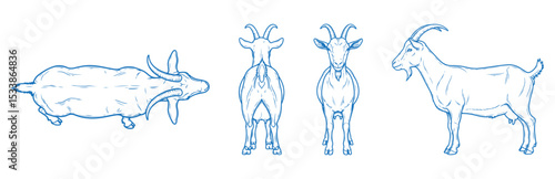 Hand Drawn Goat Vector Illustration Showing Front, Back, Side and Top Views in Clean Line Art Style for Farm Animal Design, Livestock Anatomy Reference, Educational and Minimal Animal Graphics

