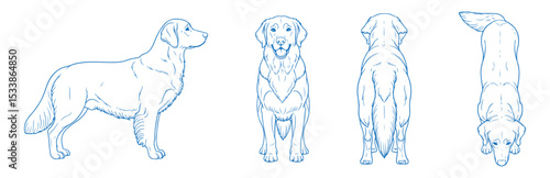 Hand Drawn Golden Retriever Vector Illustration Showing Front, Back, Side and Top Views of Dog in Detailed Line Art Style for Pet Design, Animal Anatomy Reference, and Veterinary Graphics


