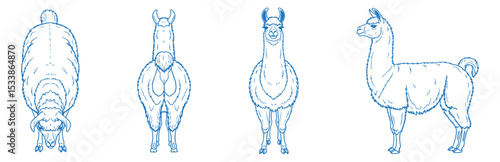 Hand Drawn Llama Vector Illustration Featuring Front, Back, Side and Top Views in Clean Line Art Style for Farm Animal Design, Livestock Anatomy Reference, and Educational or Zoological Graphics

