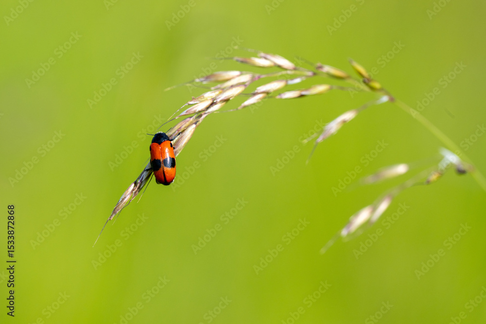 The smooth willow beetle (Clytra laeviuscula) is one of many species of beetle in the very numerous family Chrysomelidae. The smooth willow beetle (Clytra laeviuscula) is one of many species of beetle in the very numerous family Chrysomelidae.