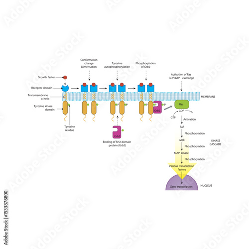 Growth Factor Signaling via Ras/Raf/MEK/ERK MAP Kinase Pathway: Membrane-Initiated Signal Transduction Cascade