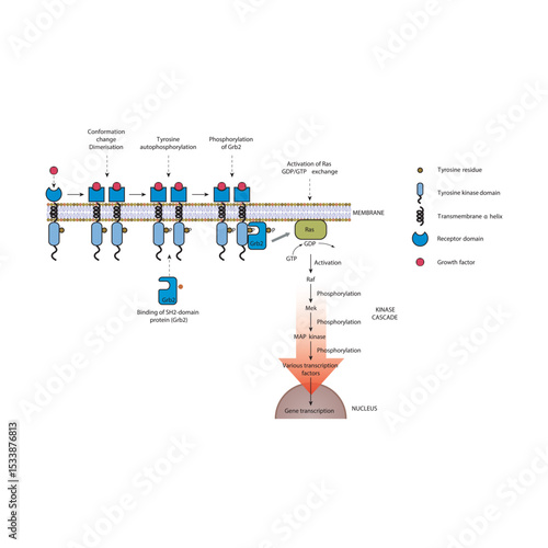 Growth Factor Signaling via Ras/Raf/MEK/ERK MAP Kinase Pathway: Membrane-Initiated Signal Transduction Cascade