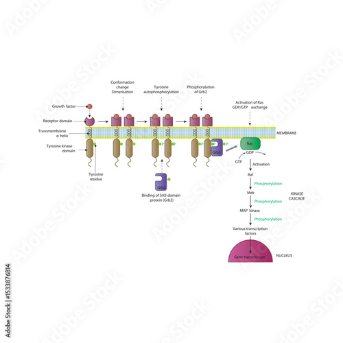 Growth Factor Signaling via Ras/Raf/MEK/ERK MAP Kinase Pathway: Membrane-Initiated Signal Transduction Cascade