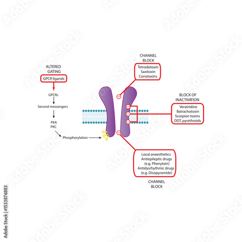 Detailed Schematic of Drug-Binding Domains on Voltage-Gated Sodium Channels Showing Sites of Action for Local Anesthetics, Antiepileptics, Neurotoxins, and Insecticides