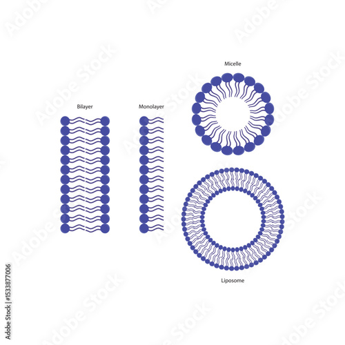 Diagram of phospholipid structures - Liposome, micelle, monolayer and bilayer - non polar tails and polar heads. Simple scientific vector illustration.