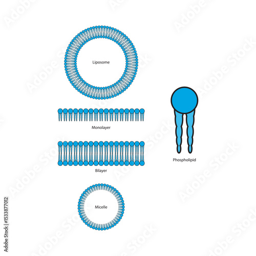 Diagram of phospholipid structures -Phospholipid, liposome, micelle, monolayer and bilayer - non polar tails and polar heads. Simple scientific vector illustration.