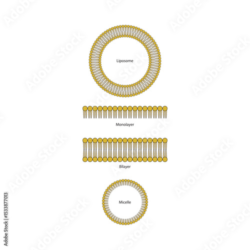 Diagram of phospholipid structures - Liposome, micelle, monolayer and bilayer - non polar tails and polar heads. Simple scientific vector illustration.