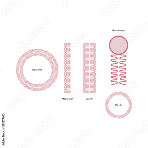 Diagram of phospholipid structures -Phospholipid, liposome, micelle, monolayer and bilayer - non polar tails and polar heads. Simple scientific vector illustration.