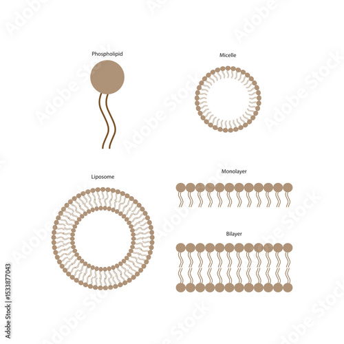 Diagram of phospholipid structures -Phospholipid, liposome, micelle, monolayer and bilayer - non polar tails and polar heads. Simple scientific vector illustration.