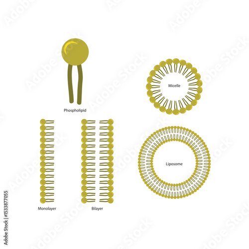 Diagram of phospholipid structures -Phospholipid, liposome, micelle, monolayer and bilayer - non polar tails and polar heads. Simple scientific vector illustration.