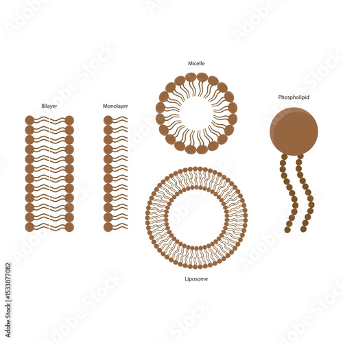 Diagram of phospholipid structures -Phospholipid, liposome, micelle, monolayer and bilayer - non polar tails and polar heads. Simple scientific vector illustration.