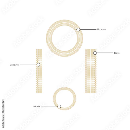 Diagram of phospholipid structures - Liposome, micelle, monolayer and bilayer - non polar tails and polar heads. Simple scientific vector illustration.
