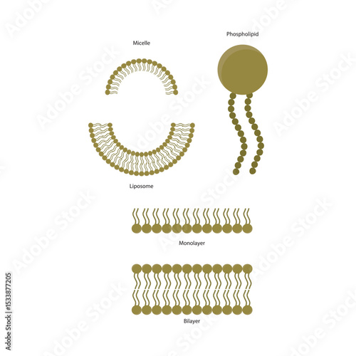 Diagram of phospholipid structures -Phospholipid, liposome, micelle, monolayer and bilayer - non polar tails and polar heads. Simple scientific vector illustration.