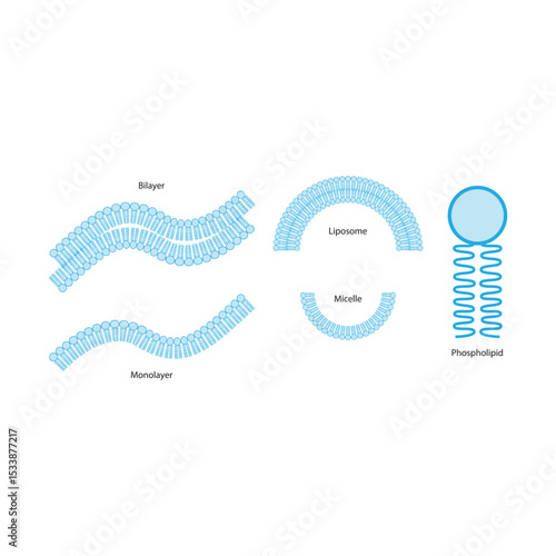 Diagram of phospholipid structures -Phospholipid, liposome, micelle, monolayer and bilayer - non polar tails and polar heads. Simple scientific vector illustration.