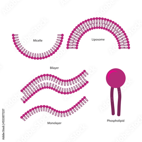 Diagram of phospholipid structures -Phospholipid, liposome, micelle, monolayer and bilayer - non polar tails and polar heads. Simple scientific vector illustration.