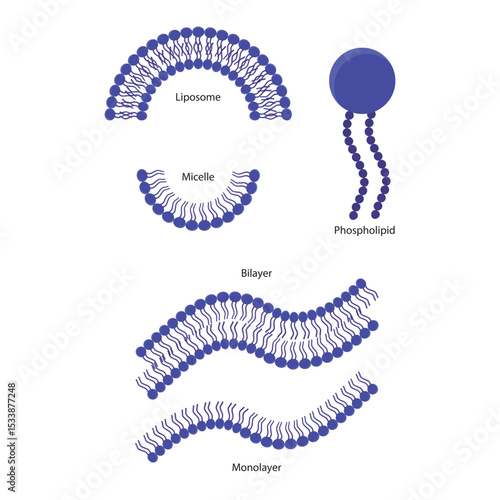 Diagram of phospholipid structures -Phospholipid, liposome, micelle, monolayer and bilayer - non polar tails and polar heads. Simple scientific vector illustration.