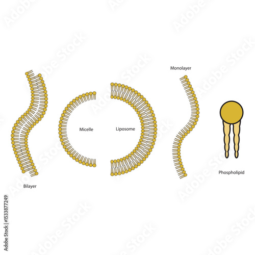 Diagram of phospholipid structures -Phospholipid, liposome, micelle, monolayer and bilayer - non polar tails and polar heads. Simple scientific vector illustration.