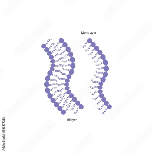 Diagram of phospholipid structures - Monolayer and bilayer - non polar tails and polar heads. Simple scientific vector illustration.